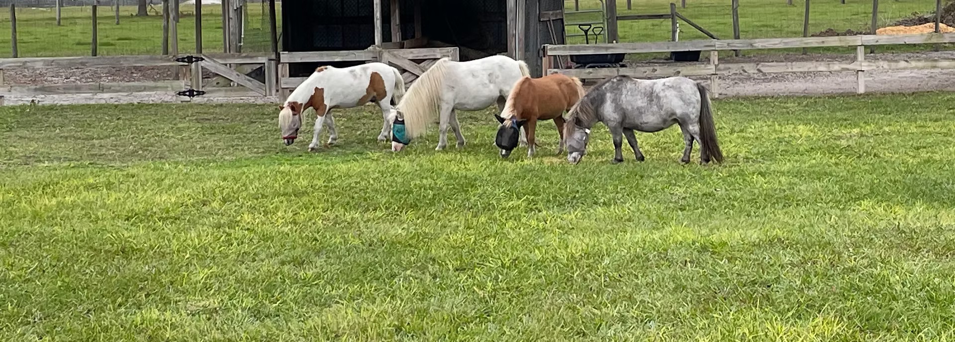 Miniature horses grazing in a green Florida pasture