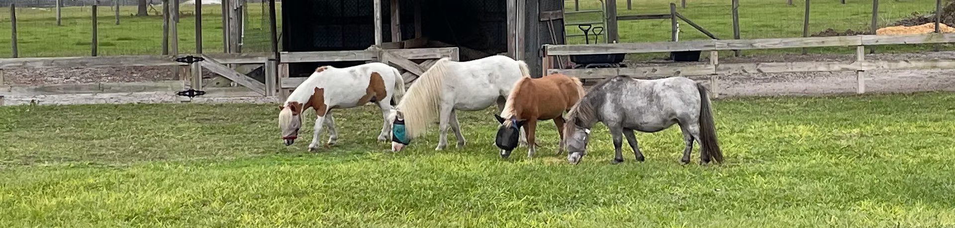 Our miniature horses grazing together in the pasture