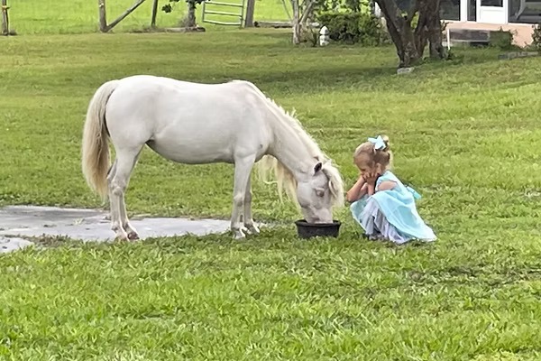 A little girl in a blue dress beside a white miniature horse