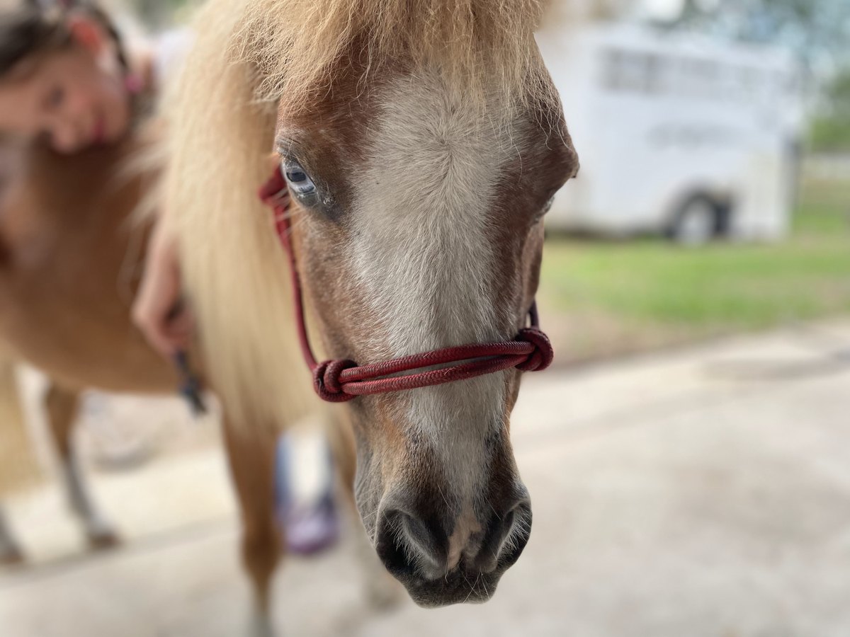 One of our miniature horses visiting with a child