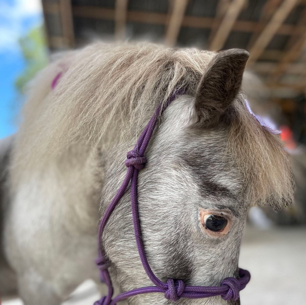 One of our miniature therapy horses