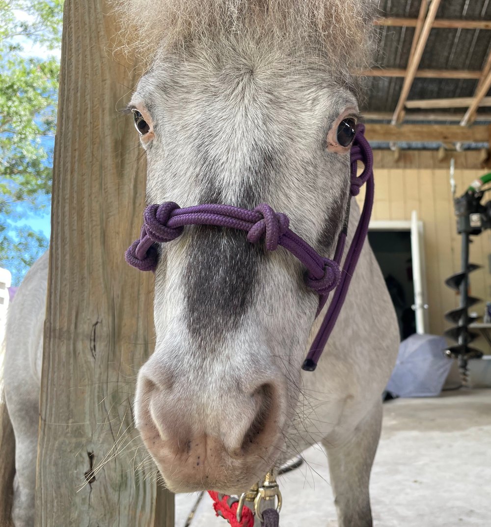 A friendly miniature horse up close