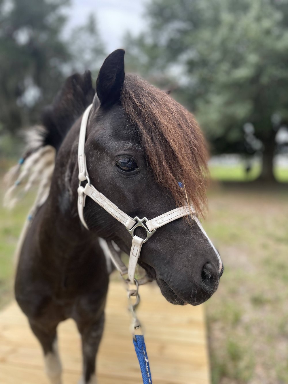 A close-up of one of our miniature therapy horses