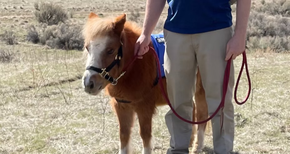 A miniature horse on a lead, ready to visit